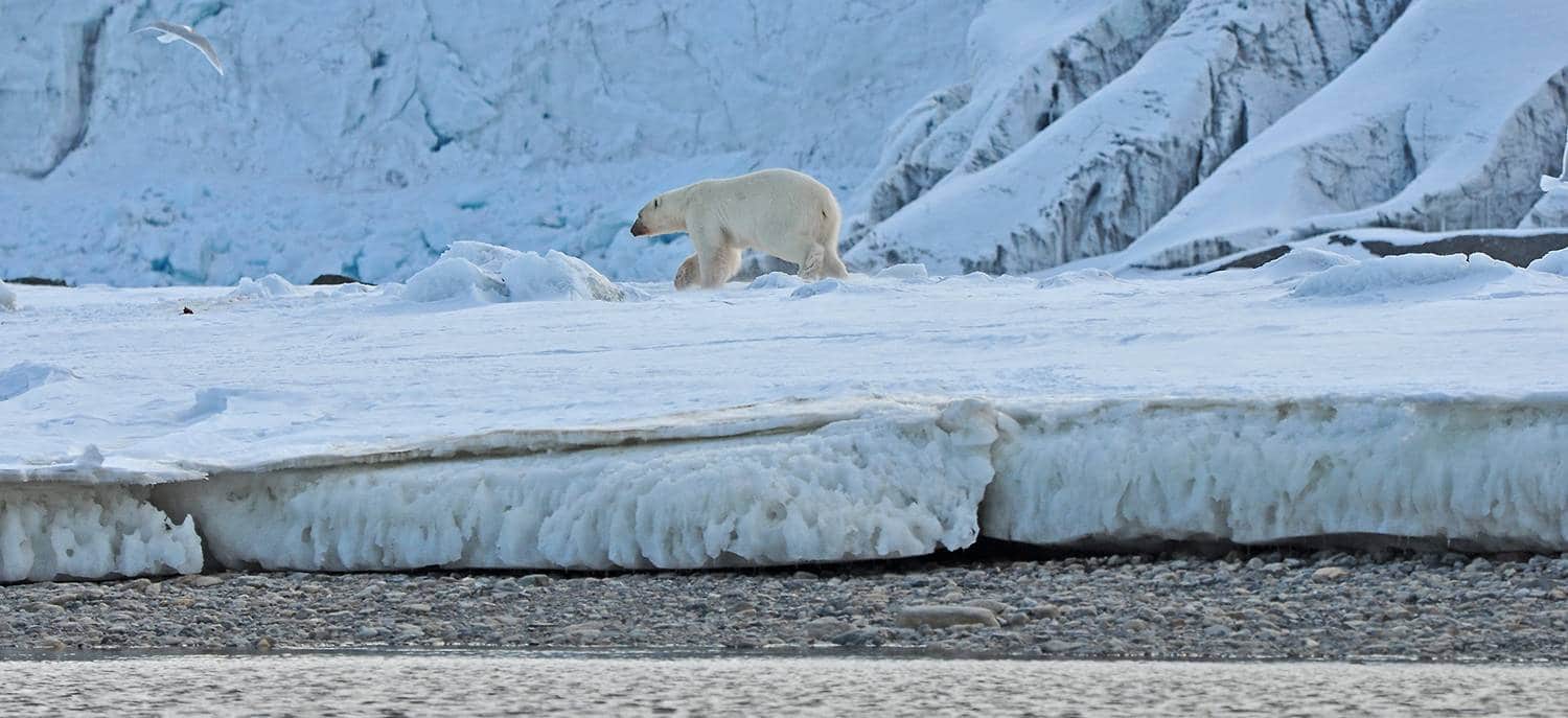 Eisbär - das Highlight jeder Nordwest Spitzbergen Kreuzfahrt