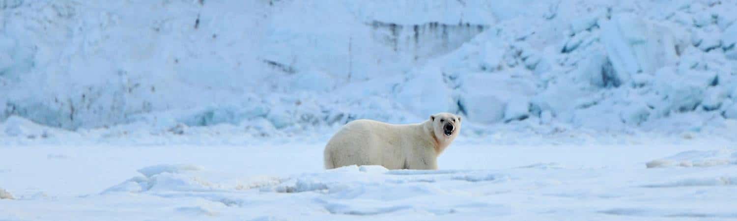 Eisbär sichernd vor Gletscherwand