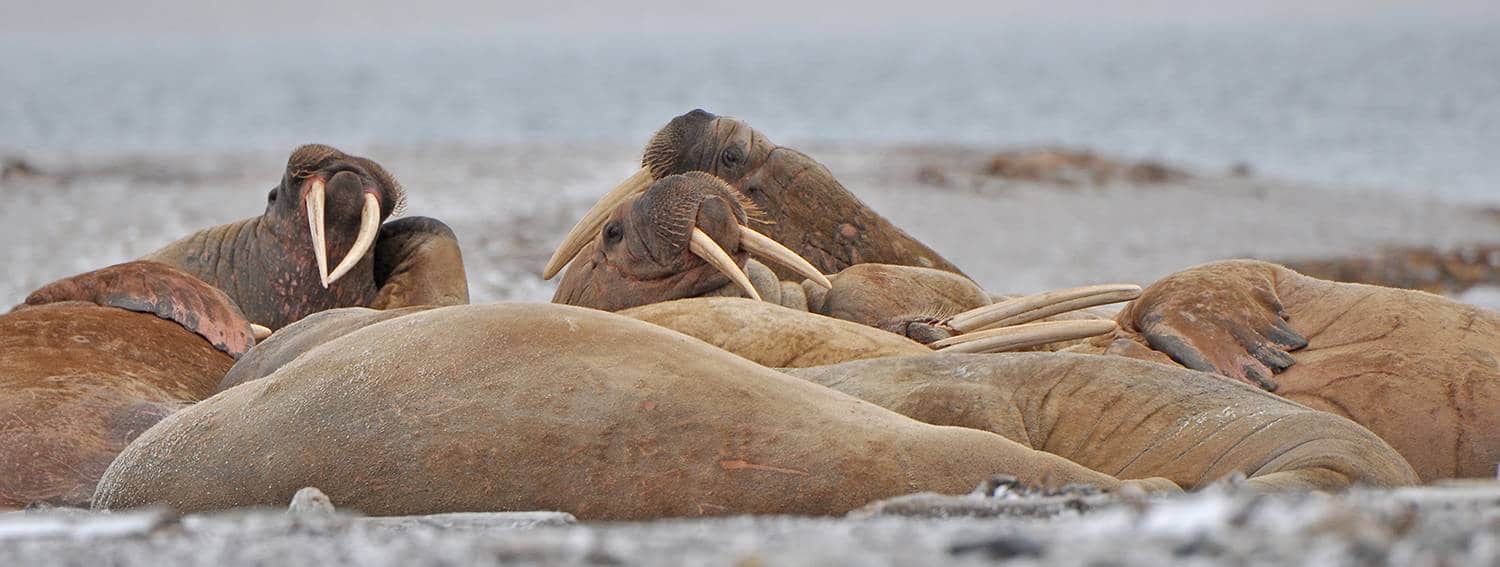 Walrosse - ein Highlight der Spitzbergen Kvitöya Reise