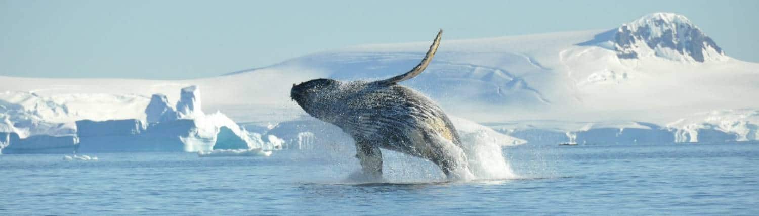 schiffsreise-antarktische-halbinsel-buckelwal-oceanwide