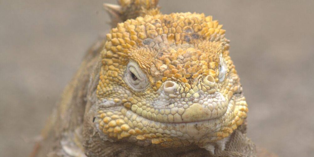 Tagus cove land iguana close up 1
