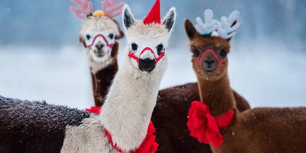Three,Lovely,Alpacas,In,Winter,Dressed,For,Christmas,With,Festive