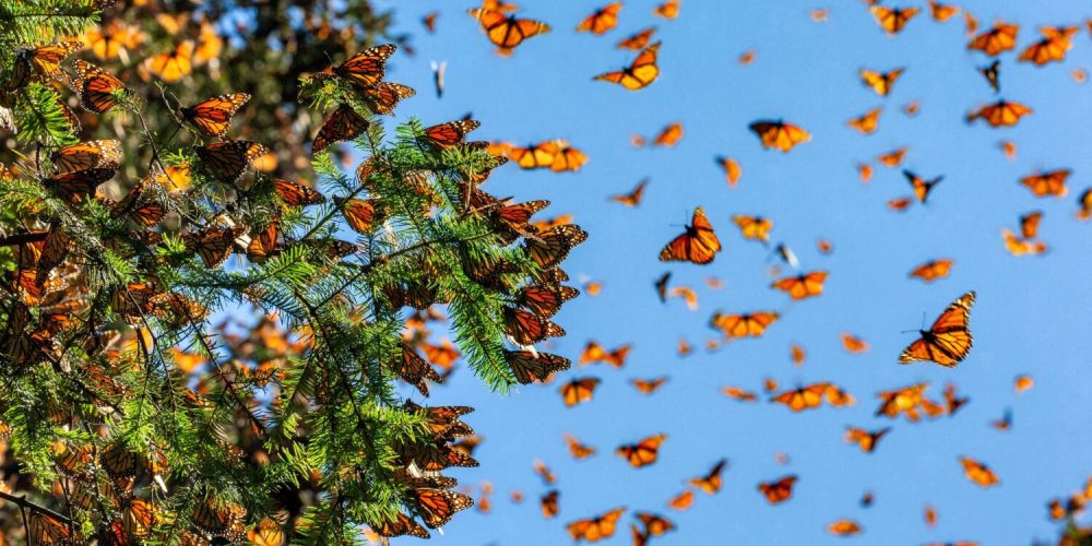 Monarch,Butterflies,(danaus,Plexippus),Are,Flying,On,The,Backgro