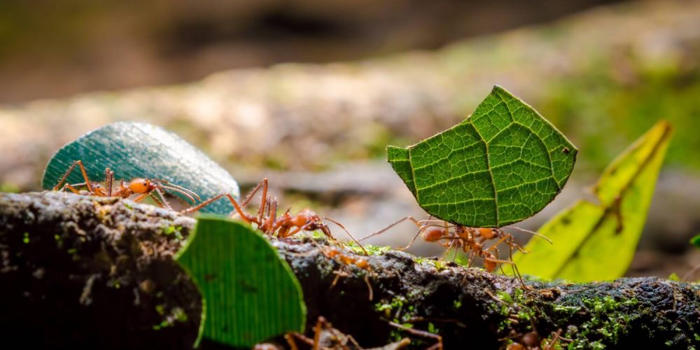 Leafcutter,Ants,(atta,Sp.),,Sarapiqui,,Costa,Rica