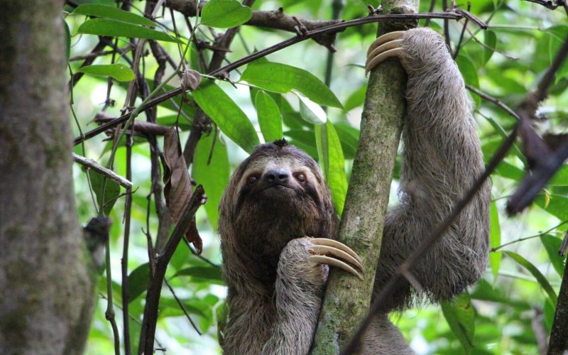 sloth-2759724(1)